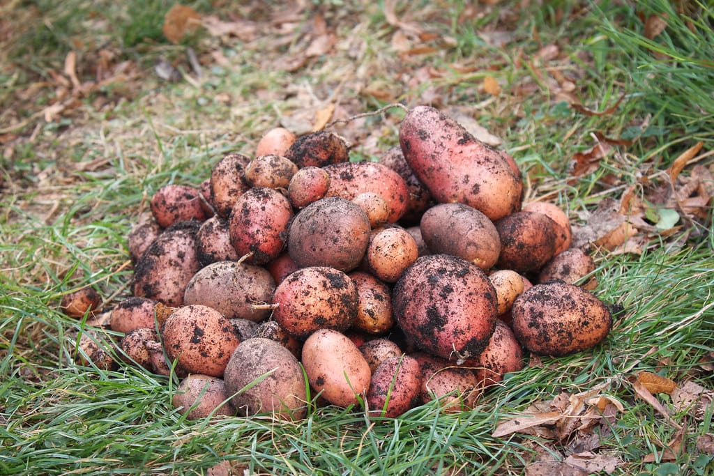 A freshly dug pile of potatoes on grass