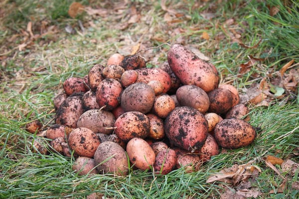 A freshly dug pile of potatoes on grass